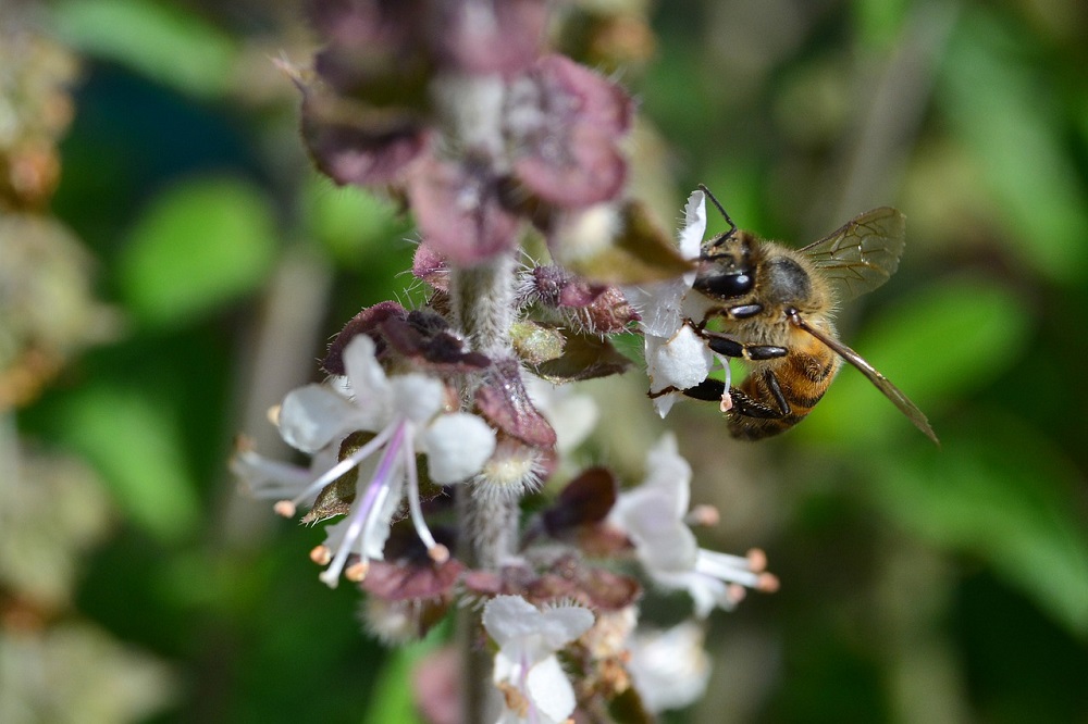 African bee