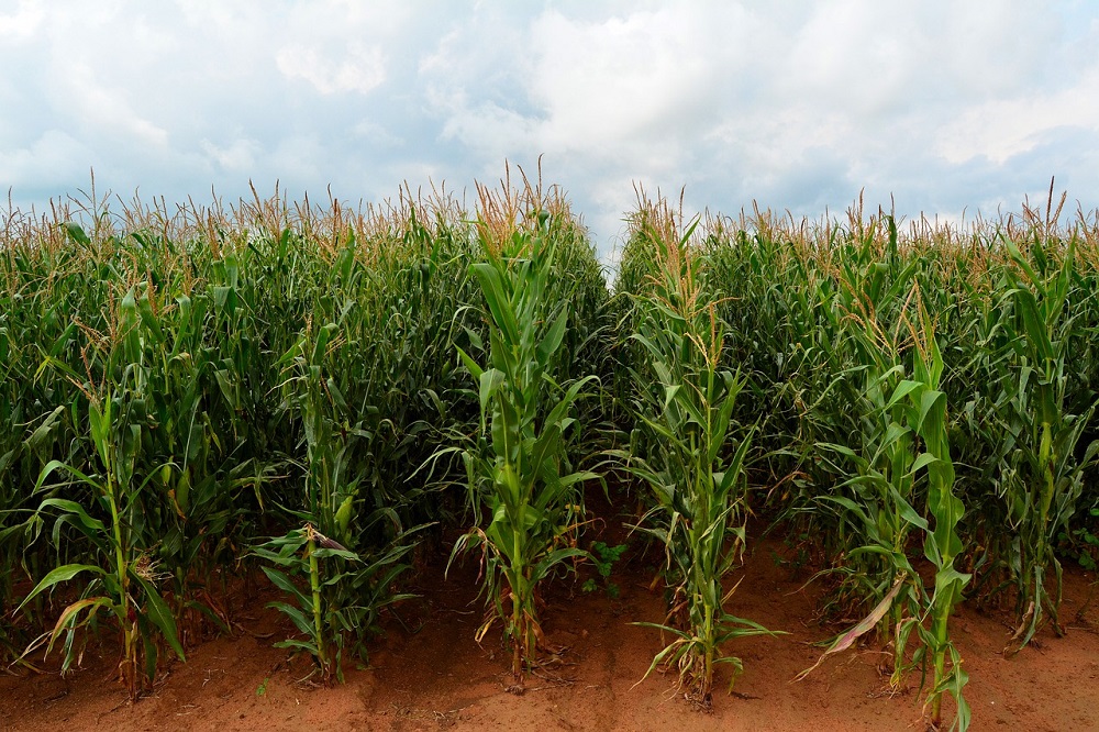 maize crop