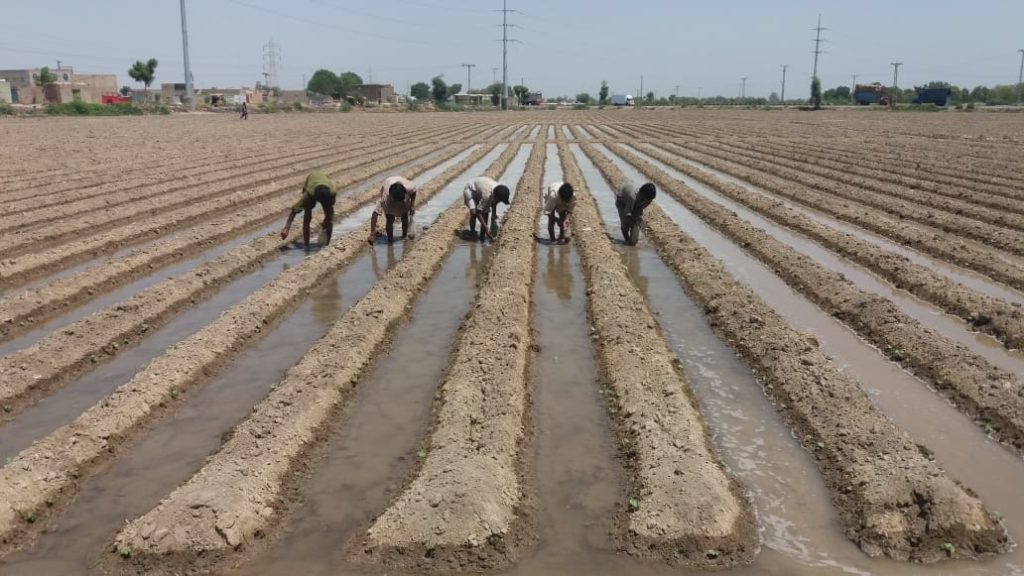 Cotton-Seed-Sowing