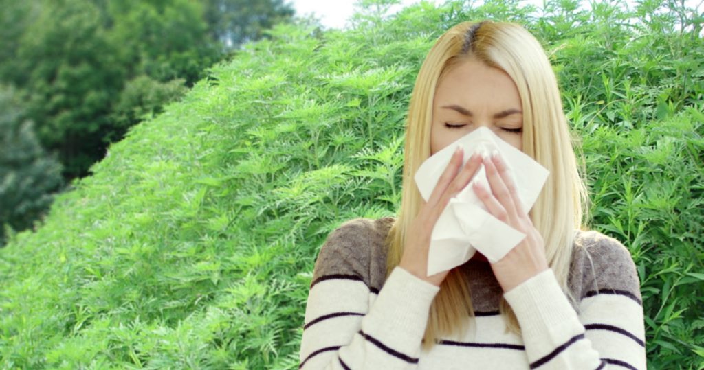 Woman sneezing due to ragweed