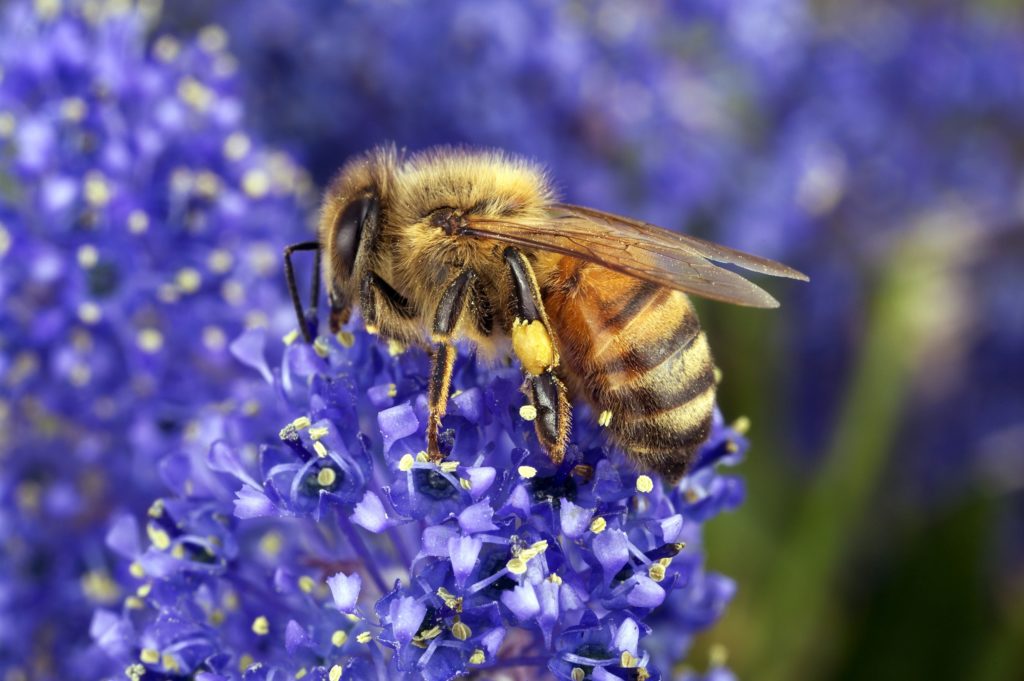 Bee on a purple flower