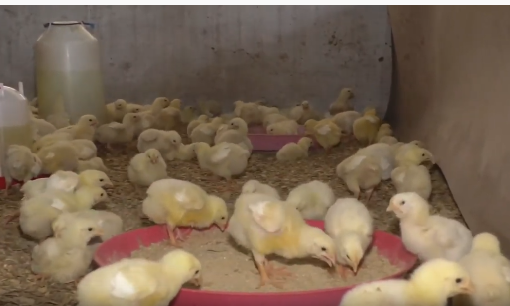Investigating A Way To Reduce The Cost Of Poultry Feed In Ghana CABI Blog