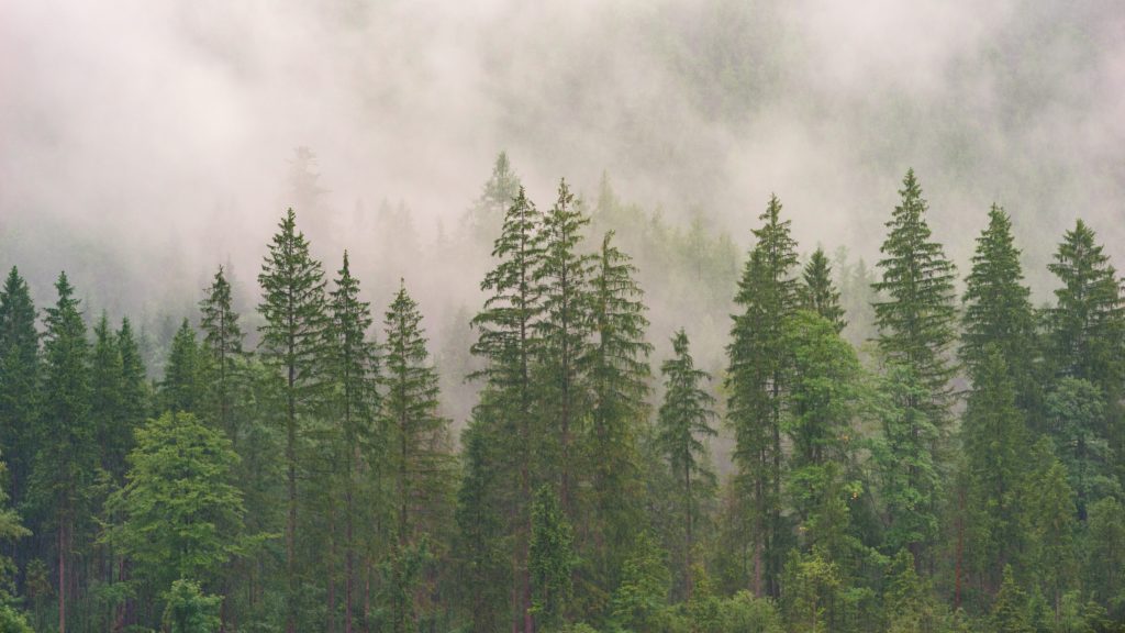 forest with clouds overhead