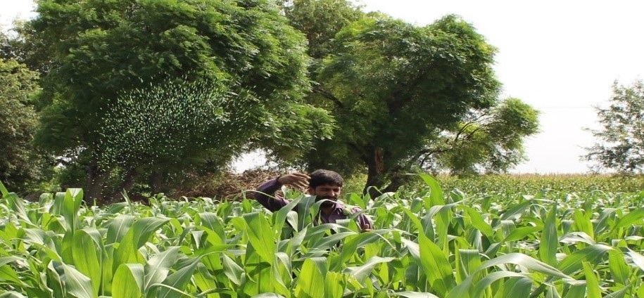 Man in field