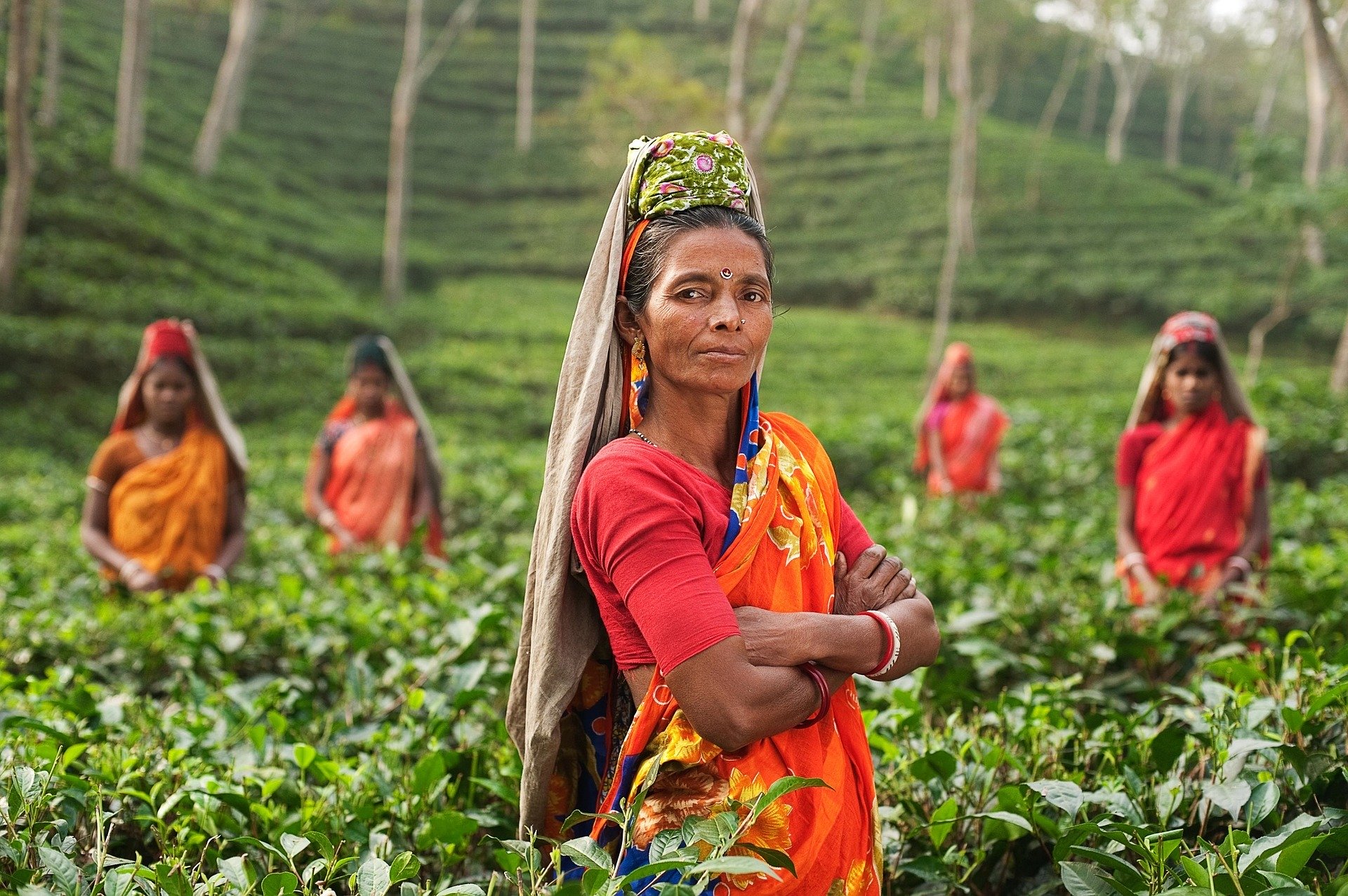 Person, Woman, India, Fields, Plantage, Tea, Plants