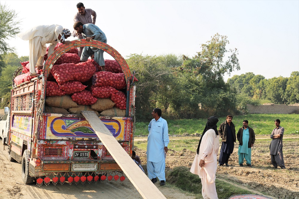 Loading onions