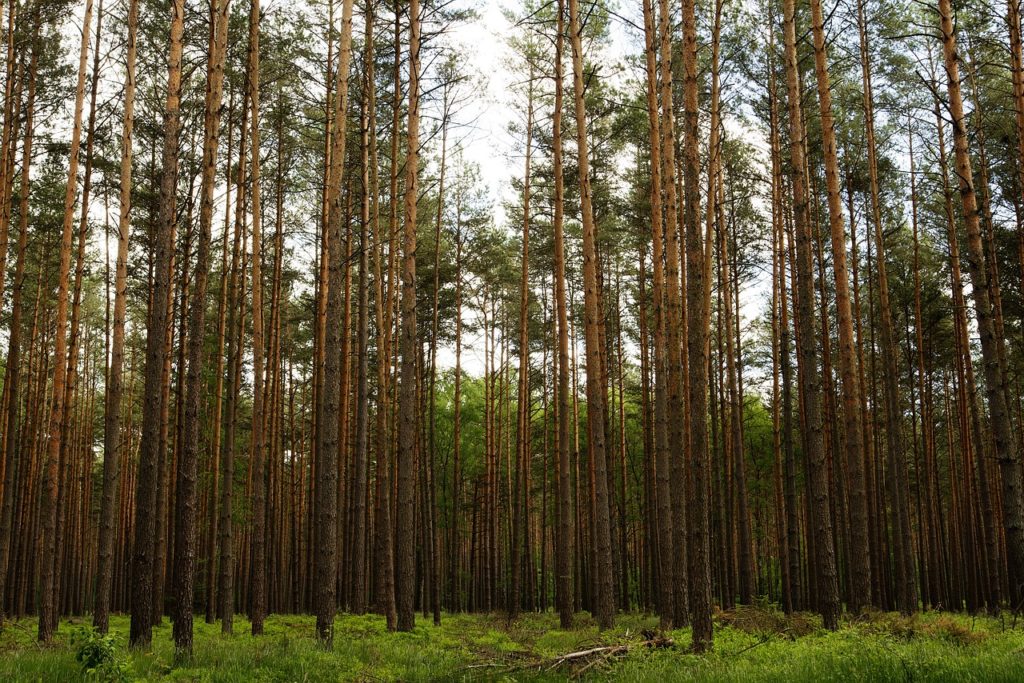 Forest_in_Germany