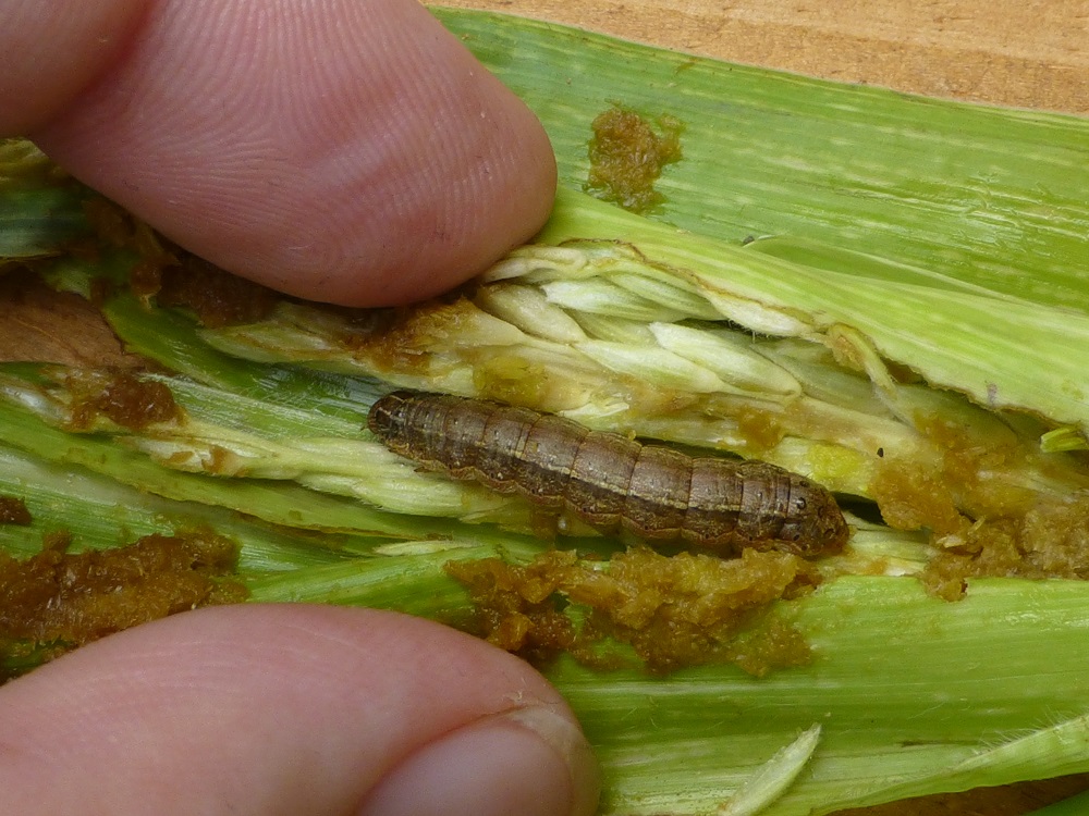 This image has an empty alt attribute; its file name is Fall-armyworm.jpg