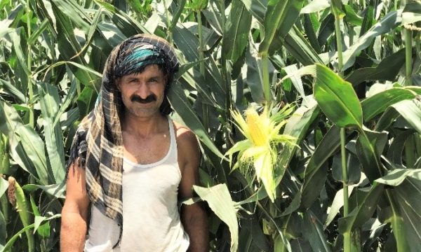 Aflatoxin-farmer-2