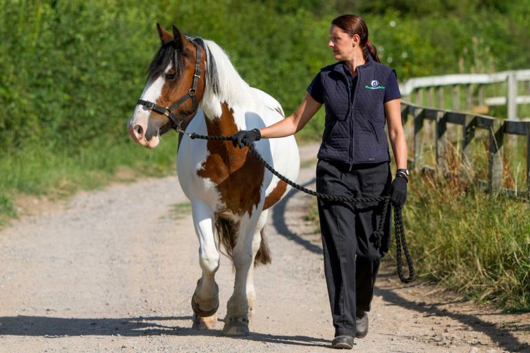 Vet walking with horse