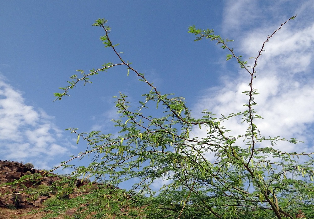 prosopis-juliflora-284617_1280