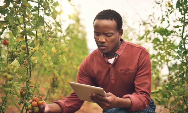 Cropped shot of a young male farmer using a tablet while checking his crops