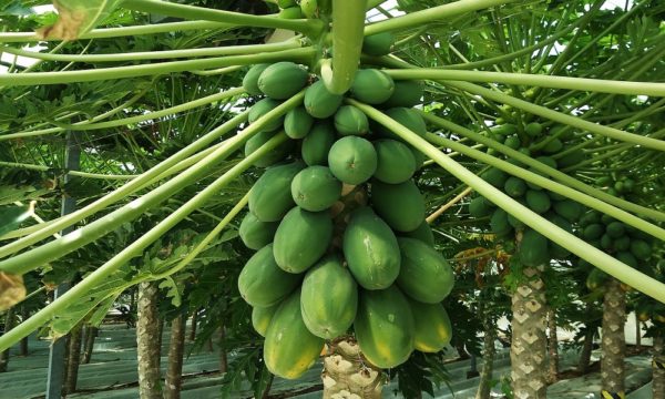 papaya-2922188_1280
