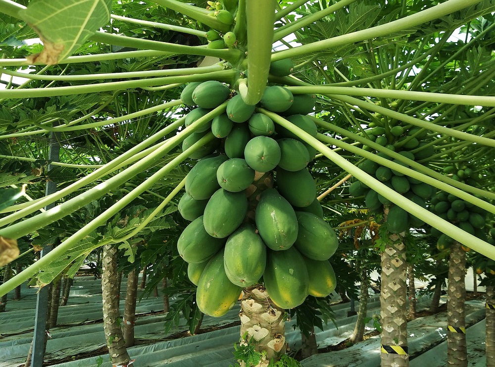 papaya-2922188_1280