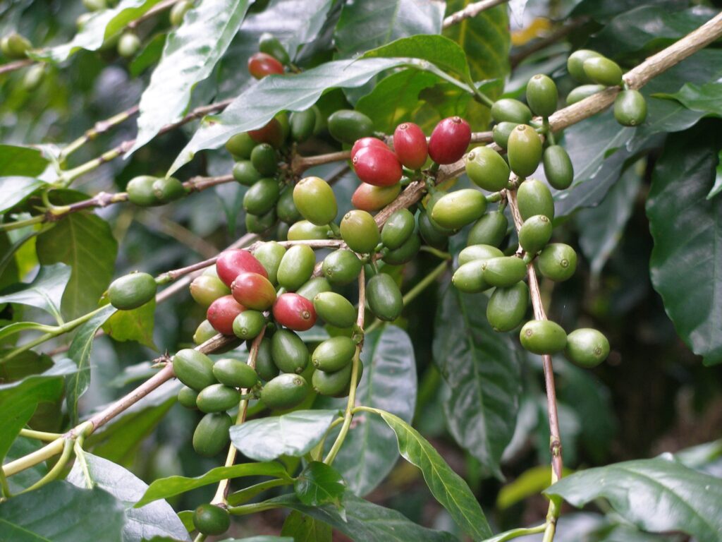 Coffee production in Cameroon