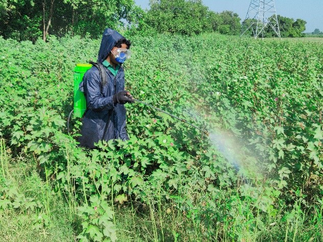 Pesticides & crop protection in cotton farming: what Better Cotton is doing