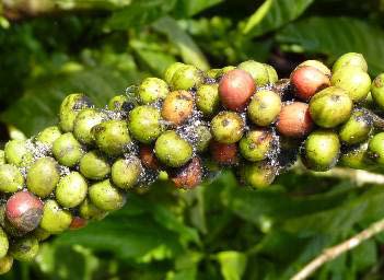 International Coffee Day blog special: five pests and diseases that ...