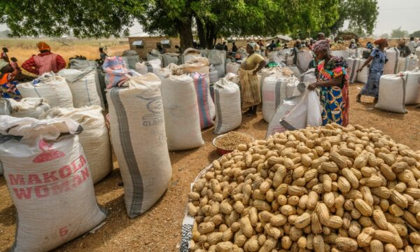 Investigating A Way To Reduce The Cost Of Poultry Feed In Ghana CABI Blog
