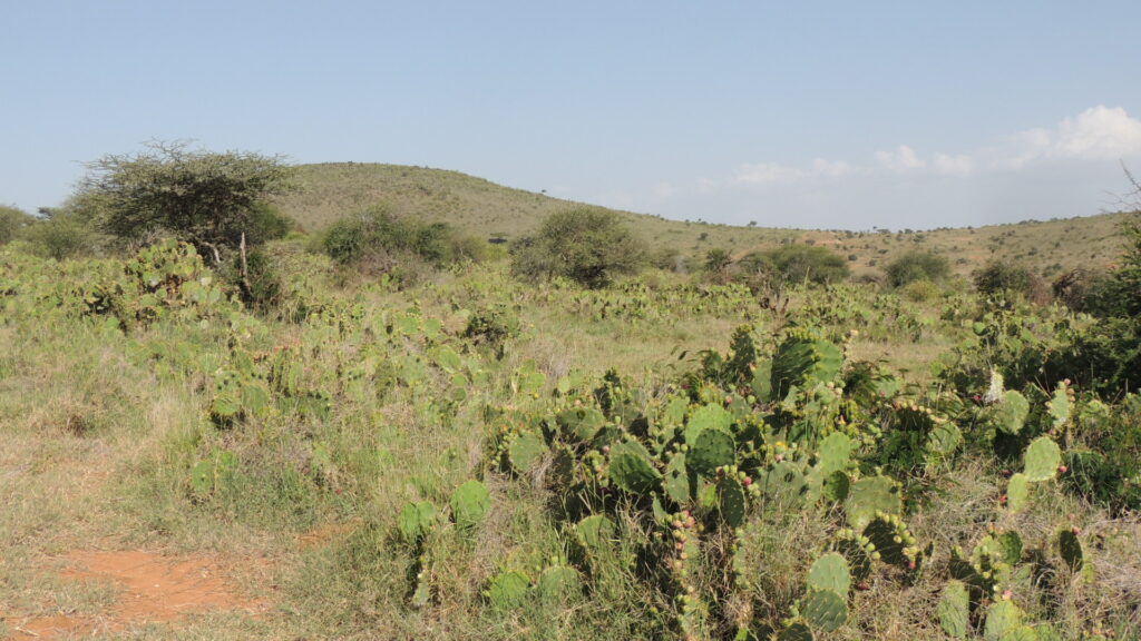 Opuntia engelmannii invasions in a conservancy in Laikipia, Kenya