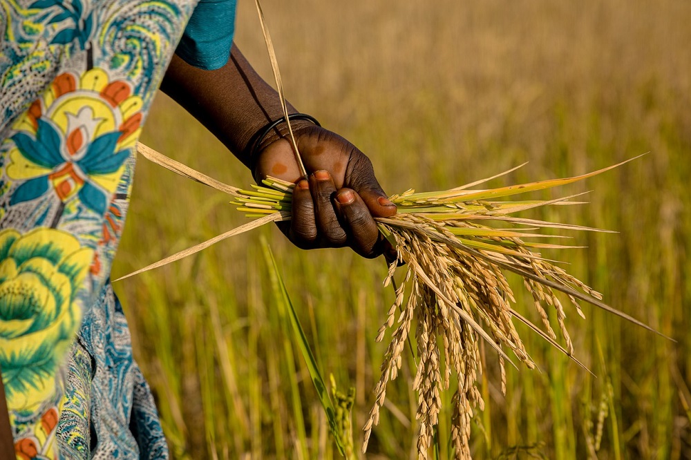 High-level discussion hears of ‘devastating scenario’ for global food system