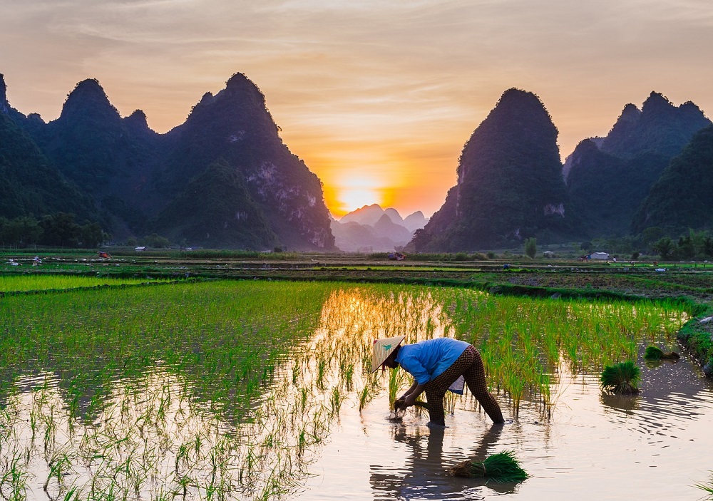 rice-cultivation-g3eba379ff_1280