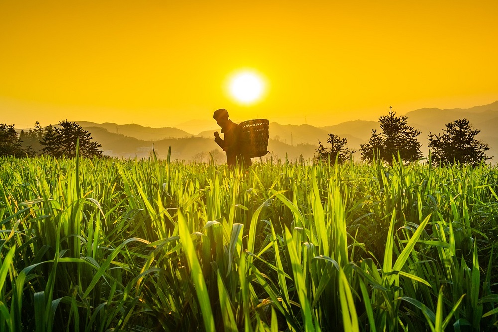 ‘Sowing the seed’ for organic produce in Pakistan