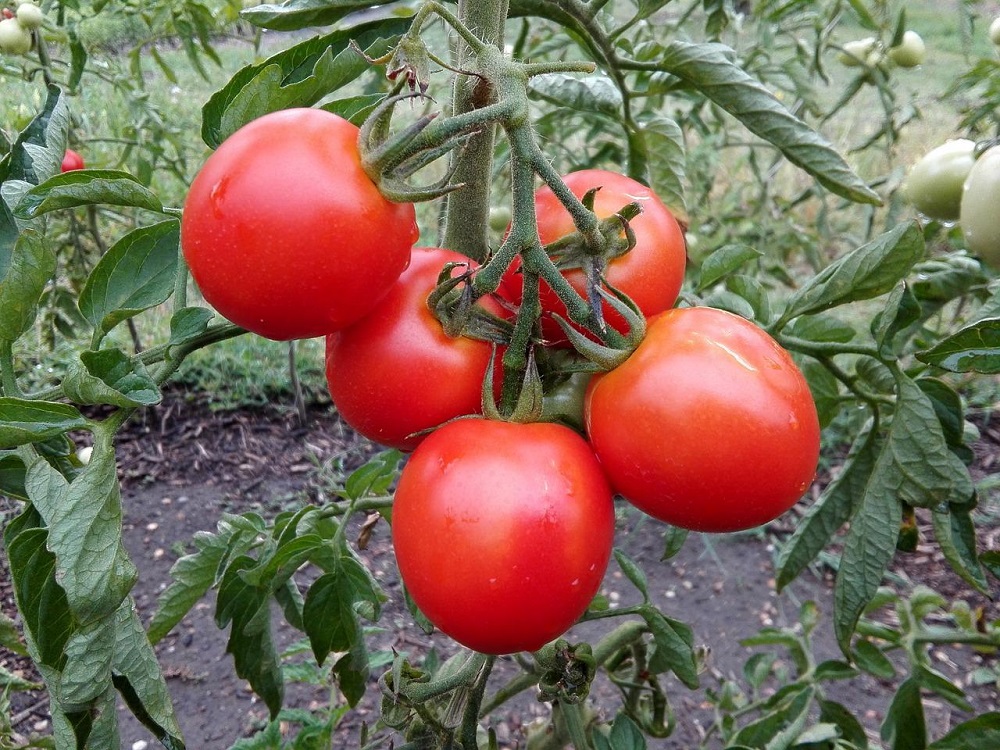 tomato-g5379e36df_1280