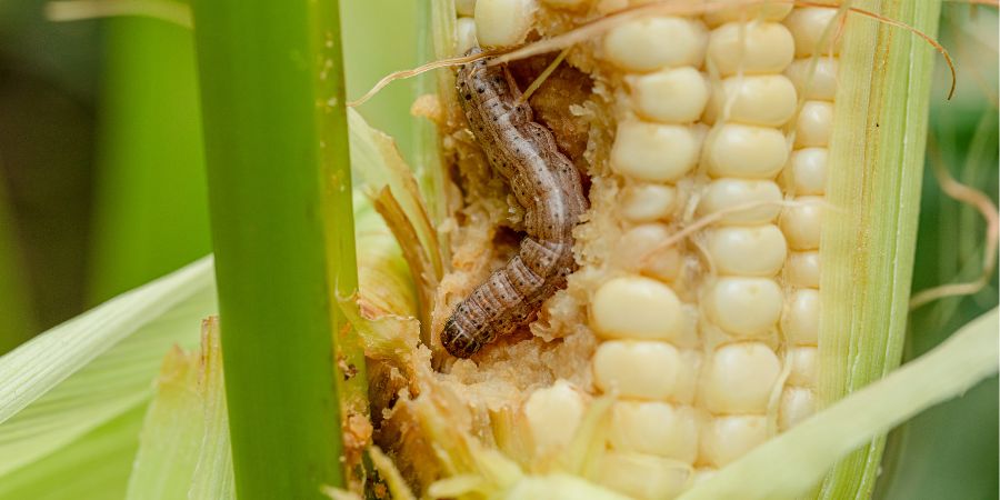 Crop loss caused by fall armyworm