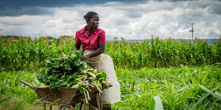 Kenyan vegetable farmer