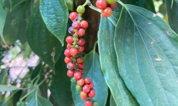 Peppercorn-2