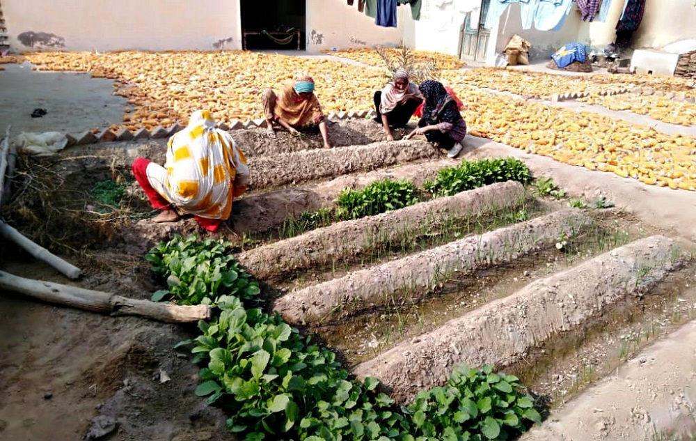 Reaping The Rich Harvest Of The Kitchen Garden Despite Devastating   SVVCP Blog 5 1024x649 1 