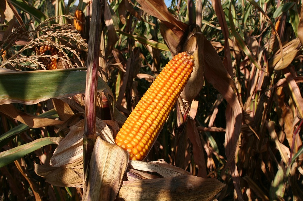 cornfield-1285244_1280