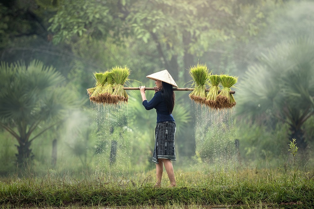 harvesting-1822578_1280