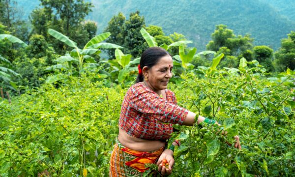 Female farmer picking crops - rural women, stories from the field