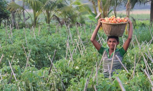 agriculture-3327299_1280