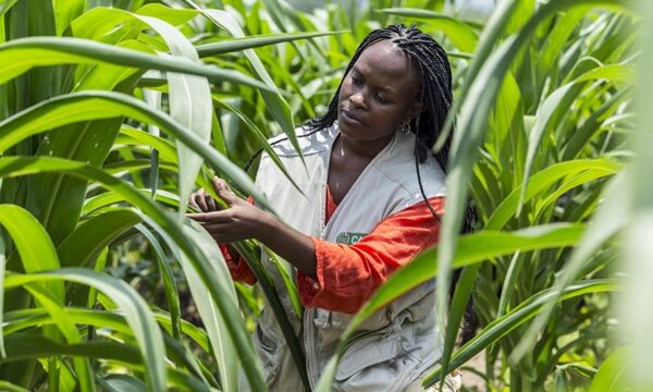 CABI scientist in field examining crops