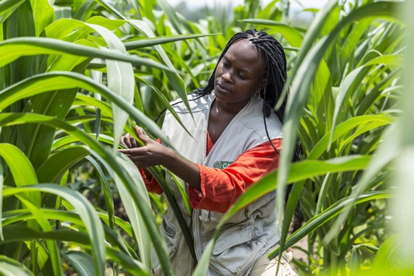 CABI scientist in field examining crops