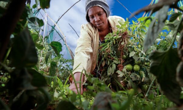 Female farmer uprooting