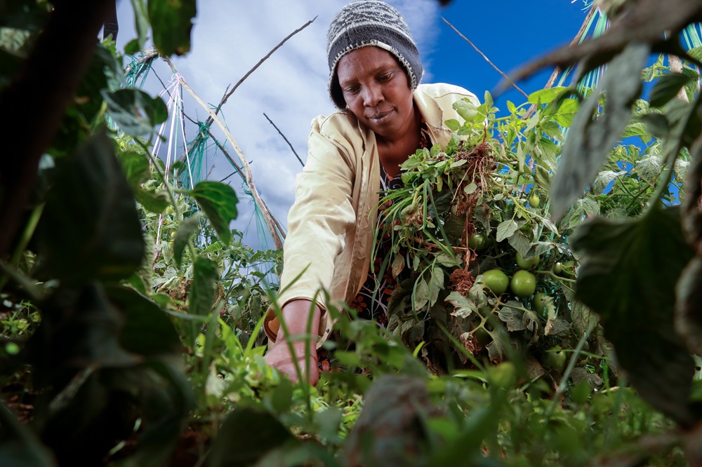 Female farmer uprooting