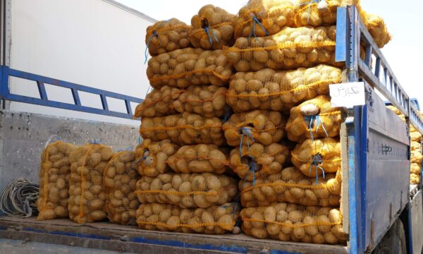 A lorry full of potato sacks in Iraqi Kurdistan, viewed from the rear.