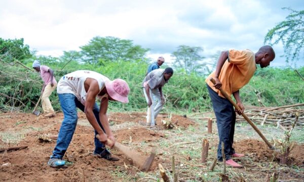 Uprooting prosopis for farm preparation is labour intensive but benefits quickly outweigh the initial investment (Credit: René Eschen).