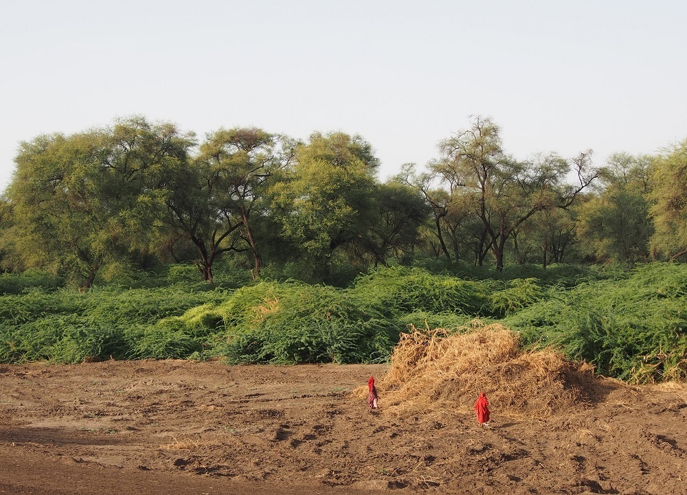 Prosopis clearing along Awash river (credit: CABI)