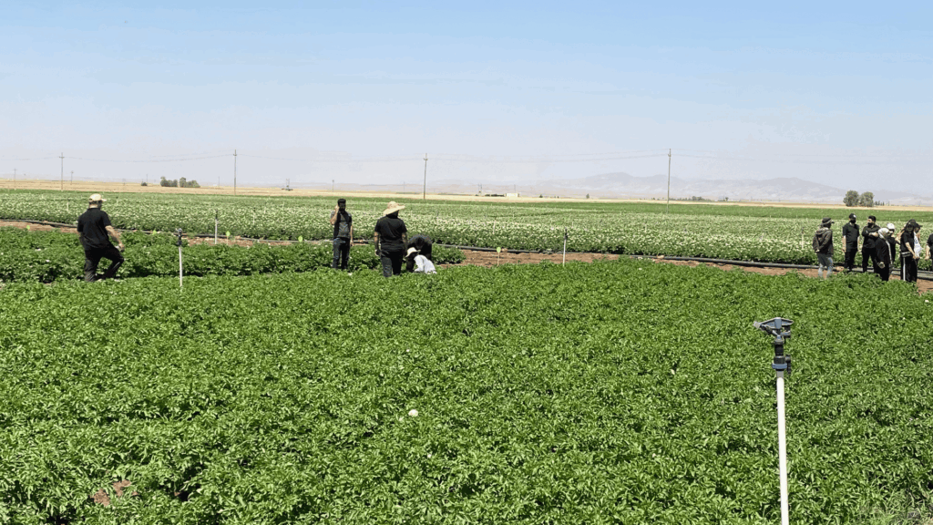 Potato fields in the Kurdistan region of Iraq