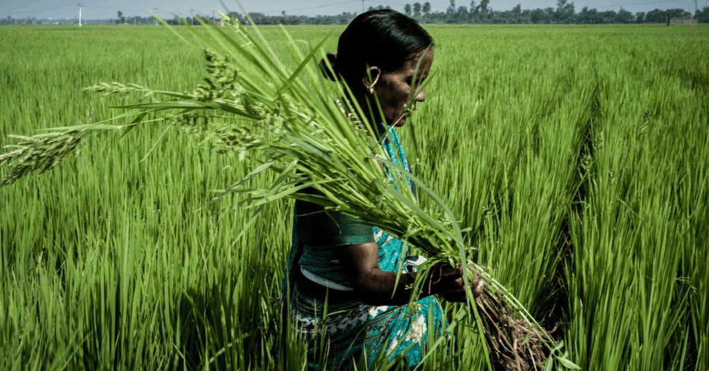 Farmer pulls out weed  from her paddy field in Embalam village outside of Pondicherry, India