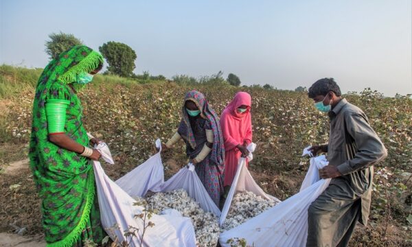 "Better Cotton Project Sind, Pakistan"