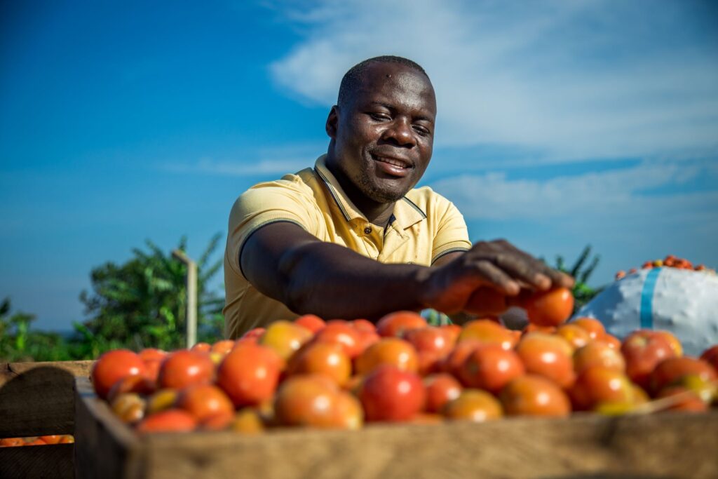Tomato youth farmer in Uganda sees to his crops
