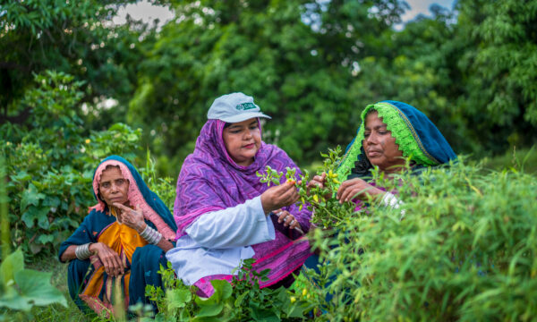 Three Pakistani women, two farmers and an extension worker, who are empowering themselves and other women in agrifood systems