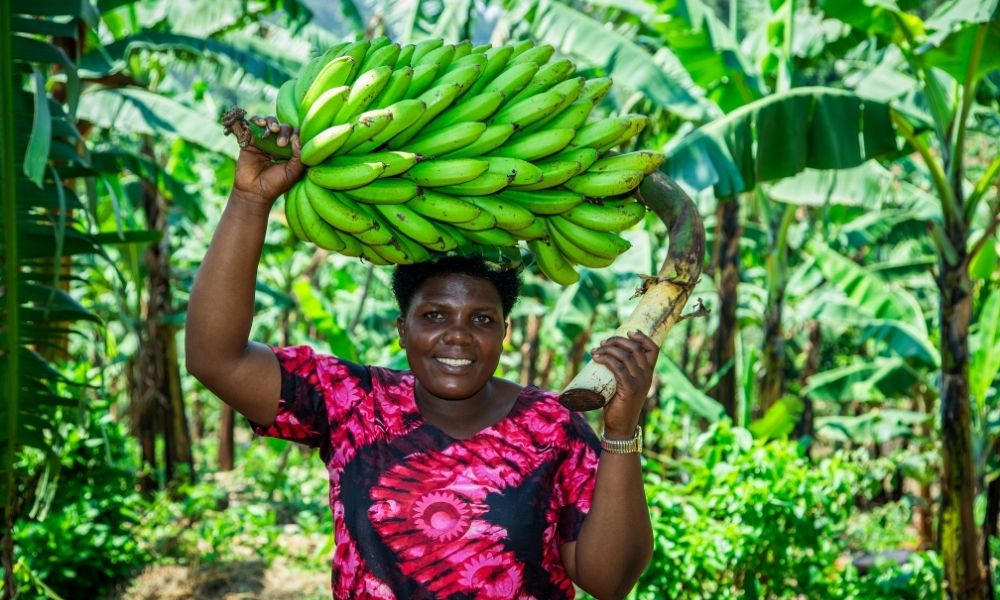 A female banana farmer in Uganda