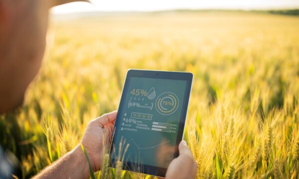 Male farmer is using digital tablet with app for quality control and growth condition on wheat agriculture fields.