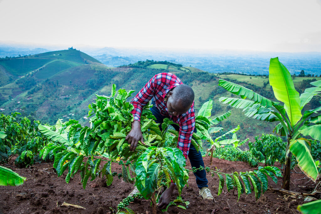 A farmer inspecting coffee plants in a field with a mountain landscape in the background.
